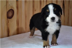 Paxton - Bernese Mountain Dog for sale