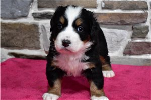 Lucy - puppy for sale
