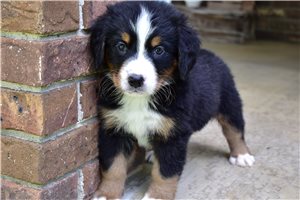 Picasso - Bernese Mountain Dog for sale