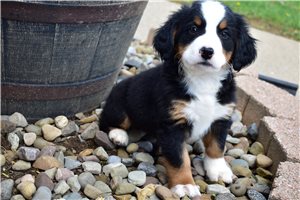 Kylie - Bernese Mountain Dog for sale