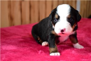 Kylie - Bernese Mountain Dog for sale