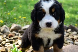 Lily - Bernese Mountain Dog for sale