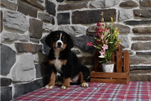 Miles - Bernese Mountain Dog for sale
