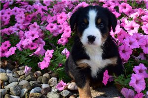 Kaya - Bernese Mountain Dog for sale