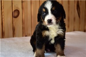 Picasso - Bernese Mountain Dog for sale