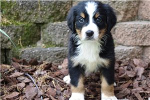 Goose - Bernese Mountain Dog for sale