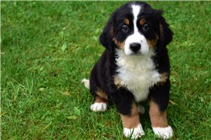 Liam - Bernese Mountain Dog for sale