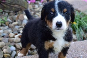 Kenny - Bernese Mountain Dog for sale