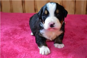 Lawson - Bernese Mountain Dog for sale