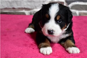 Levi - puppy for sale