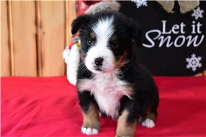 Bantam - Bernese Mountain Dog for sale