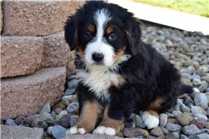Manny - Bernese Mountain Dog for sale