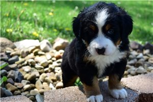 Luna - Bernese Mountain Dog for sale