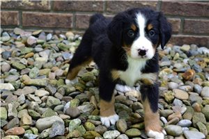 Pippy - Bernese Mountain Dog for sale