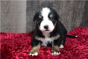 Isabella - Bernese Mountain Dog for sale