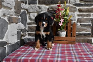 Logan - Bernese Mountain Dog for sale