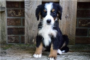 Penelope - Bernese Mountain Dog for sale