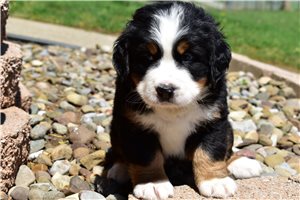 Levi - Bernese Mountain Dog for sale