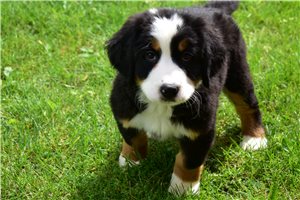 Lily - Bernese Mountain Dog for sale
