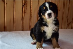 Phineas - Bernese Mountain Dog for sale