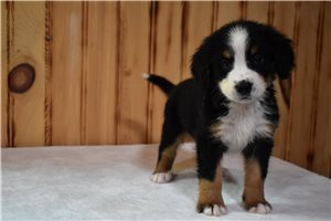 Paxton - Bernese Mountain Dog for sale