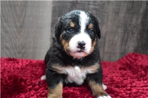 Imani - Bernese Mountain Dog for sale
