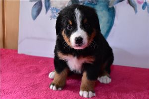Imani - Bernese Mountain Dog for sale