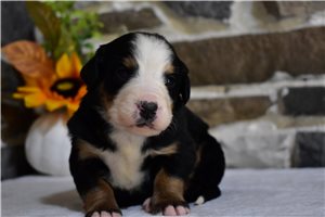 Kelly - Bernese Mountain Dog for sale