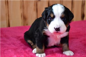 Khloe - Bernese Mountain Dog for sale