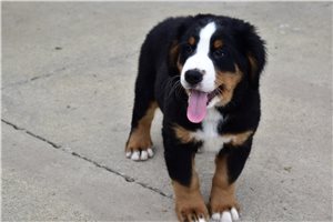 Isaac - Bernese Mountain Dog for sale