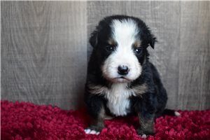Ivanna - Bernese Mountain Dog for sale