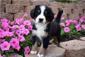 Pickles - Bernese Mountain Dog for sale