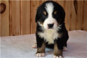 Pickles - Bernese Mountain Dog for sale