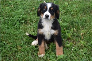 Rica - Bernese Mountain Dog for sale