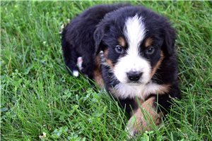 Puck - Bernese Mountain Dog for sale