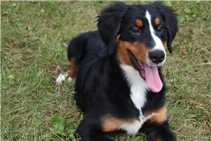 Dolly - Bernese Mountain Dog for sale