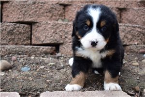 Leah - Bernese Mountain Dog for sale