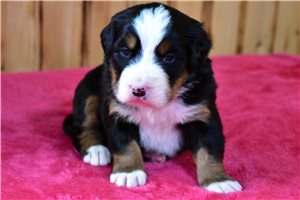 Kiara - Bernese Mountain Dog for sale