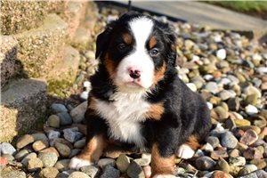Kiara - Bernese Mountain Dog for sale