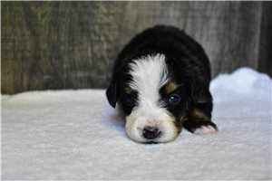 Penelope - Bernese Mountain Dog for sale