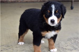 Imani - Bernese Mountain Dog for sale