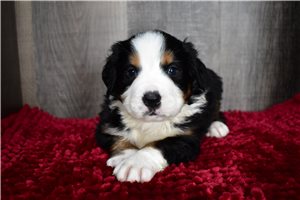 Memphis - Bernese Mountain Dog for sale