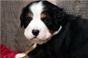 Misha - Bernese Mountain Dog for sale