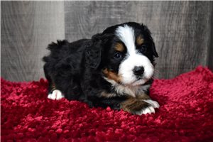 Manny - Bernese Mountain Dog for sale