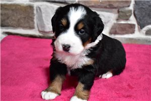 Luna - puppy for sale