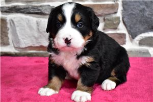 Leah - puppy for sale