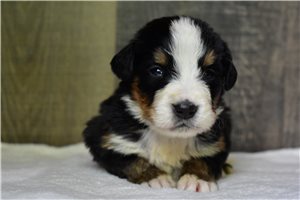 Porter - Bernese Mountain Dog for sale