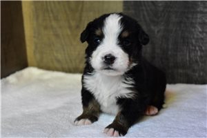 Paxton - Bernese Mountain Dog for sale