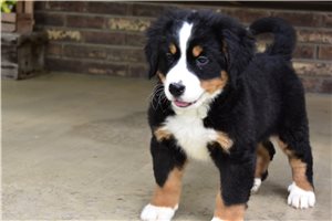 Leah - Bernese Mountain Dog for sale