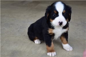 Kylie - Bernese Mountain Dog for sale